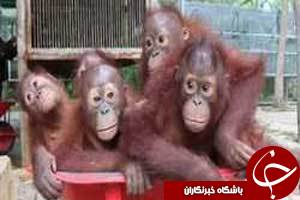 میمیون هایی که به مدرسه میروند+تصاویر