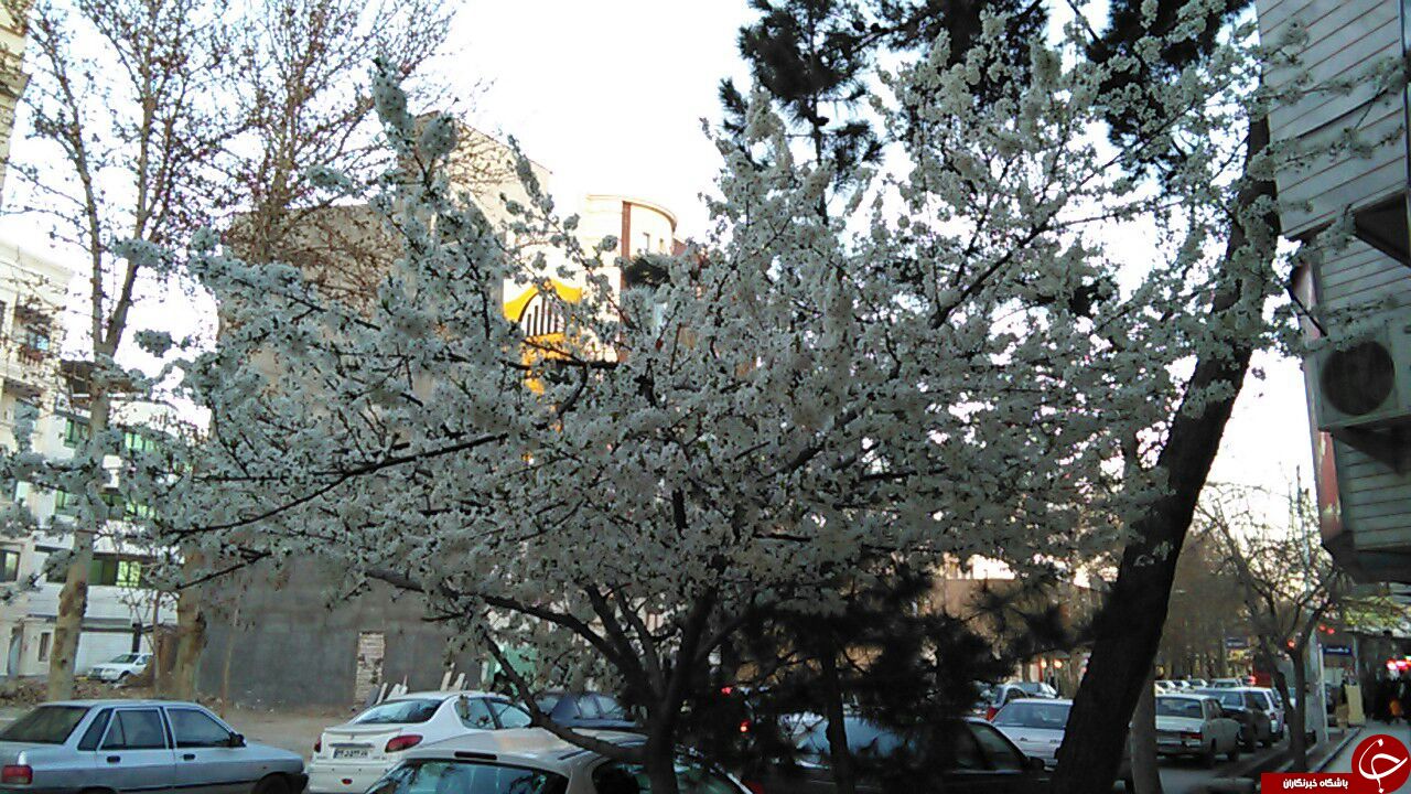 شکوفه&zwnj;های زیبای بهاری در شهرستان شاهرود + تصاویر