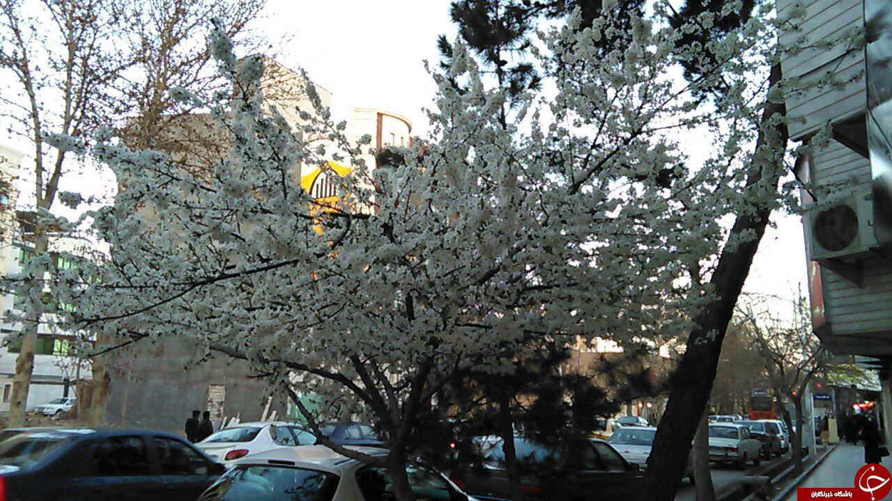 شکوفه&zwnj;های زیبای بهاری در شهرستان شاهرود + تصاویر