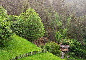 صدای ترنم باران در جاده جنگلی الموت + فیلم