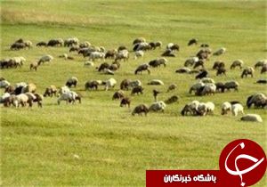 اجرای بهبود و اصلاح مراتع هندیجان