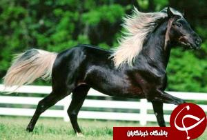 نفرات برتر هفته چهارم کورس کشوری اسب‎های عرب
