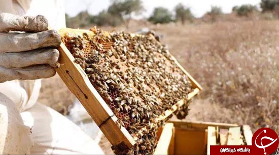 پرورش زنبور عسل به سبک داعش +تصاویر
