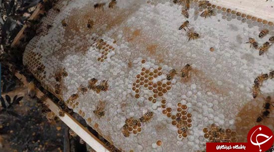 پرورش زنبور عسل به سبک داعش +تصاویر