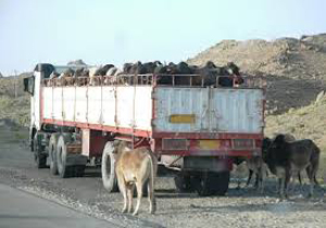 احشام قاچاق به مقصد نرسید
