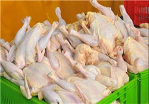 قیمت یک بام و دو هوای مرغ در بازار کهگیلویه / از ضعف مدیریت تنظیم بازار تا انحصاری بودن توزیع