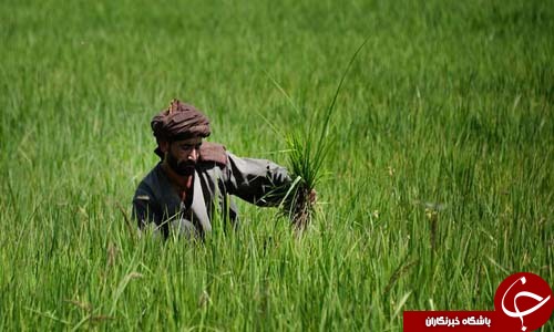 کشاورزی افغانستان دربیم&zwnj;و&zwnj;امید فرصت&zwnj;ها و چالش&zwnj;ها