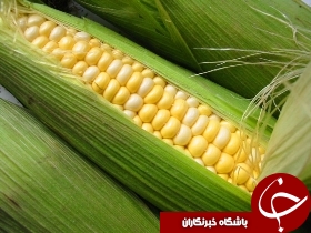 65 میلیارد تومان کل مطالبات ذرتکاران استان