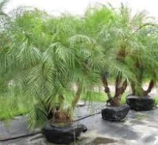 کاشت 750 نخل پیارم در حاجی آباد