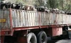 کشف 230 رأس دام قاچاق  به  ارزش دو ميليارد ريال
