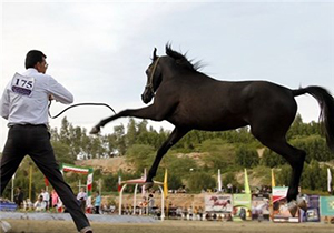 اسب سواری با مجوز
