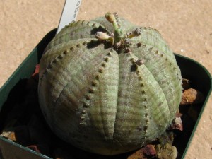 عجیب&zwnj;ترین گیاهان دنیا+تصاویر