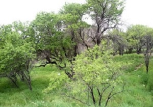 بودجه 95 سازمان باغستان‌های سنتی قزوین تصویب شد