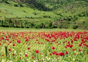 افزایش 65 درصدی اعتبارات منابع طبیعی و آبخیزداری استان اردبیل