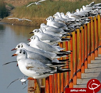 کارون، سرچشمه زندگی