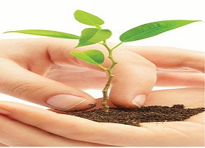 توزیع بیش ۶ هزار اصله نهال رایگان در واحدهای صنعتی قم