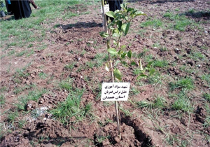 از قلم تا درخت