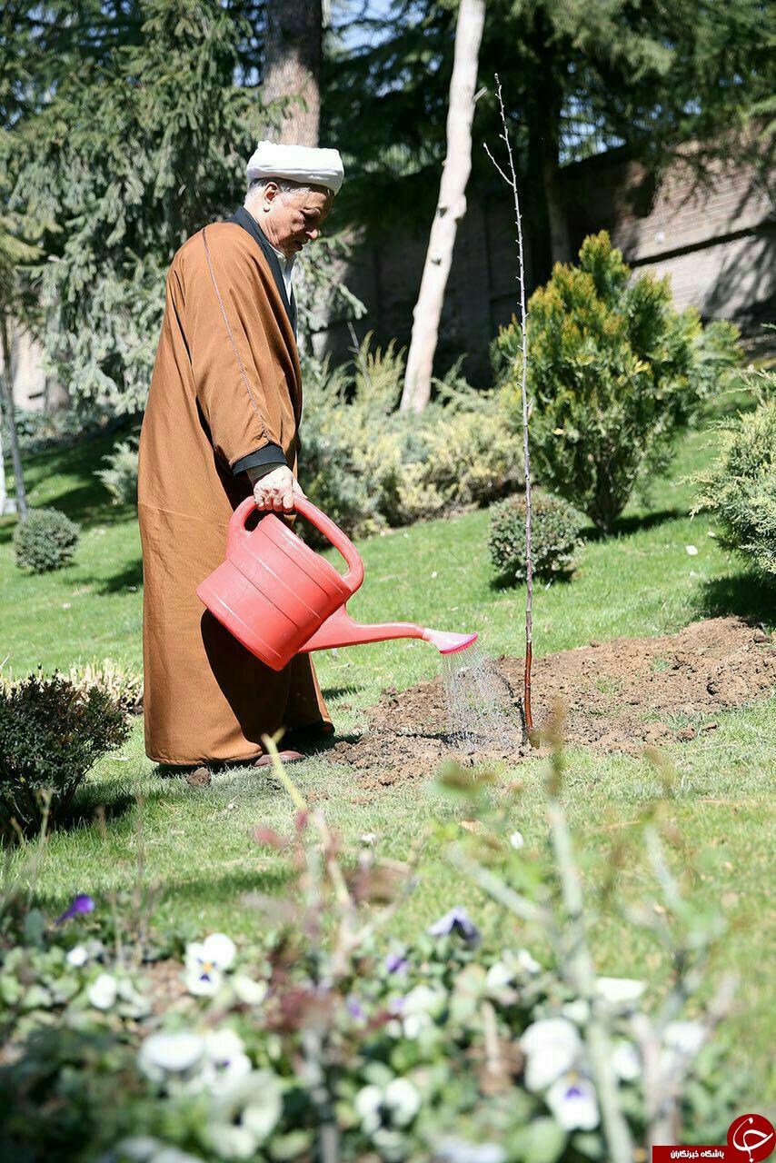 آیت الله هاشمی در حال آبیاری نهال +عکس