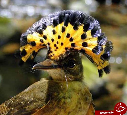 تصویری ازمرغ مگس خوار سلطنتی