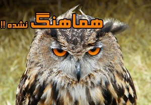 غول پیکرترین حیوانات جهان / چرا نباید کالای ایرانی بخریم / اقامت کاملا رایگان در ارتفاع ۲۵۰۰ متری