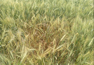 خطر شیوع بیماری "زنگ زرد گندم" در گندمزارها