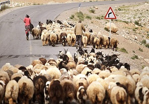 56 هزار کیلومتر ایل راه عشایری در کشور وجود دارد
