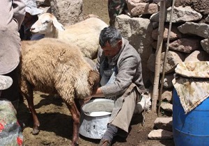 عشایر استان اردبیل در تولید شیر رتبه دوم کشور را دارد.