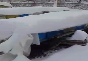 زنبورداری در منطقه کوهستانی الموت + فیلم