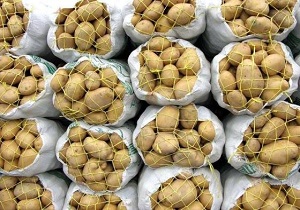 سیب زمینی بیشترین محصول صادراتی استان اردبیل است