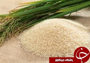 نخستین خزانه گیری برنج در فومن