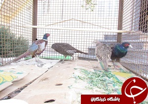 کشف و ضبط قرقاول از داخل یک اتوبوس