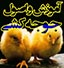 طرحی برای افزایش مهارت بانوان روستایی