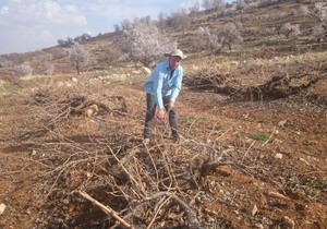 هرس تاکستان&zwnj;های دشمن&zwnj;زیاری + تصاویر