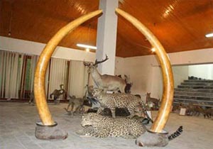 موزه ای از حیات وحش