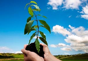 حفظ منابع طبیعی با درختکاری