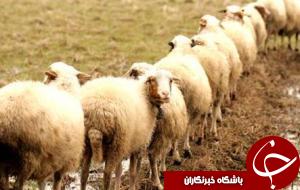 افتتاح ۳۱۱ طرح حوزه دام و طیور
