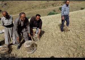 رها سازی چهل قطعه کبک توسط شکارچیان مهابادی
