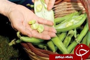 برداشت باقلا در شادگان آغاز شد