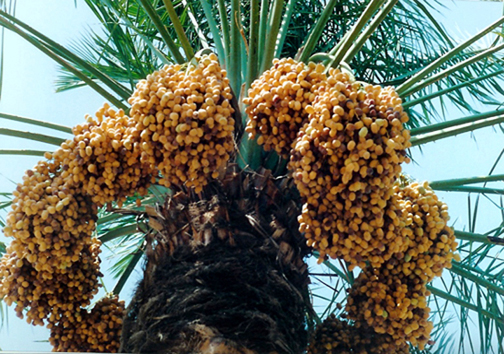 حاجی آباد سرزمین پیارم ، دروازه ورود به هرمزگان