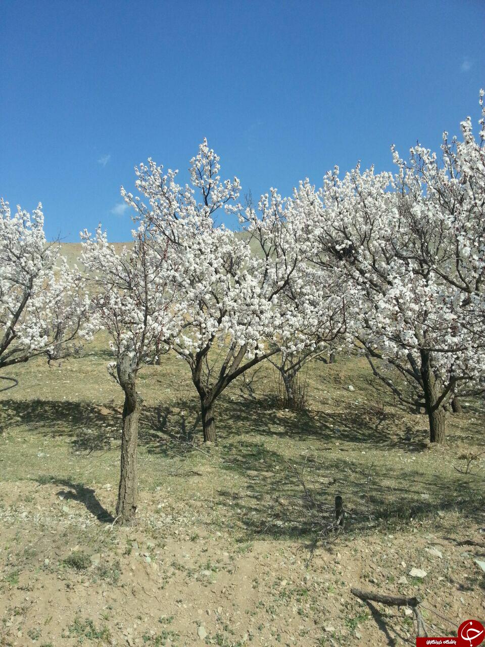 به گُل نشستن درختان در روستای کندر + تصاویر