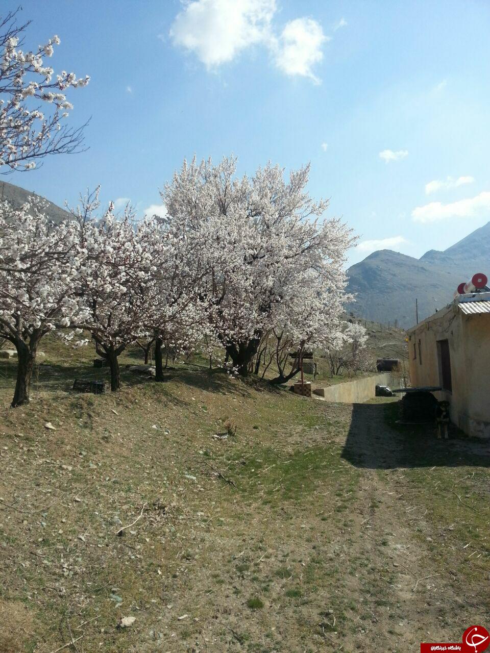 به گُل نشستن درختان در روستای کندر + تصاویر