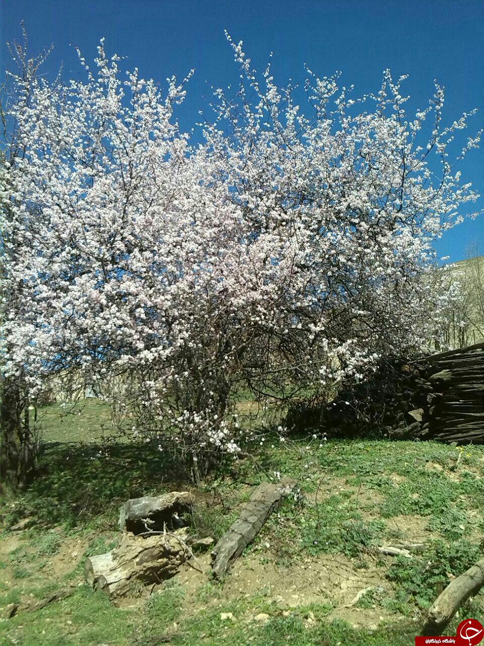 به گُل نشستن درختان در روستای کندر + تصاویر