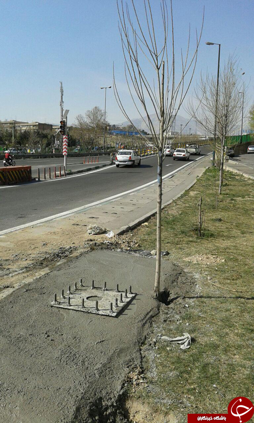 غافلگیر کردن یک درخت در هفته منابع طبیعی! + تصاویر