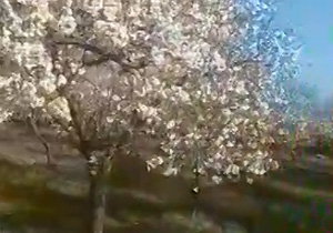 طراوت و زیبایی فصل بهار در شهر رستم&zwnj;آباد + فیلم