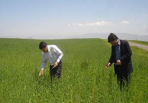 توصیه مصرف کود سرک در مزارع دیم