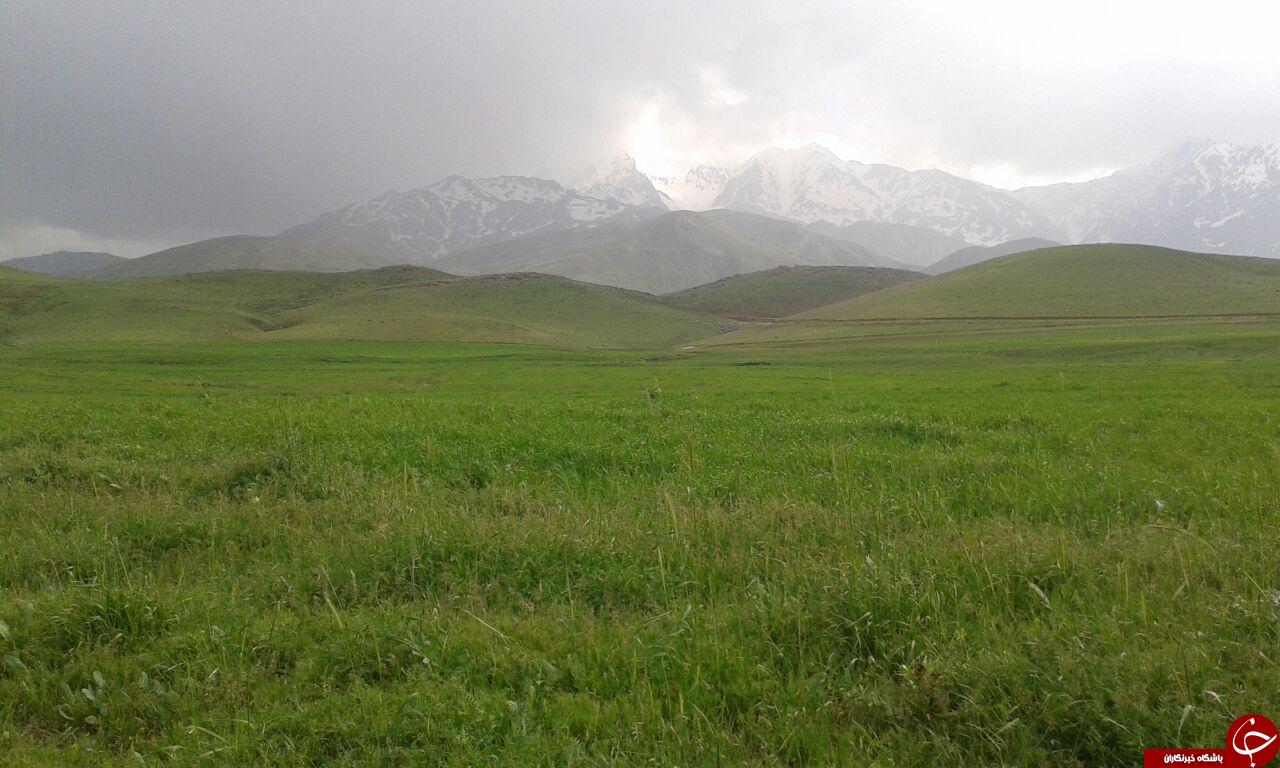 طبیعت بکر و رؤیایی اُشتران&zwnj;کوه + تصاویر