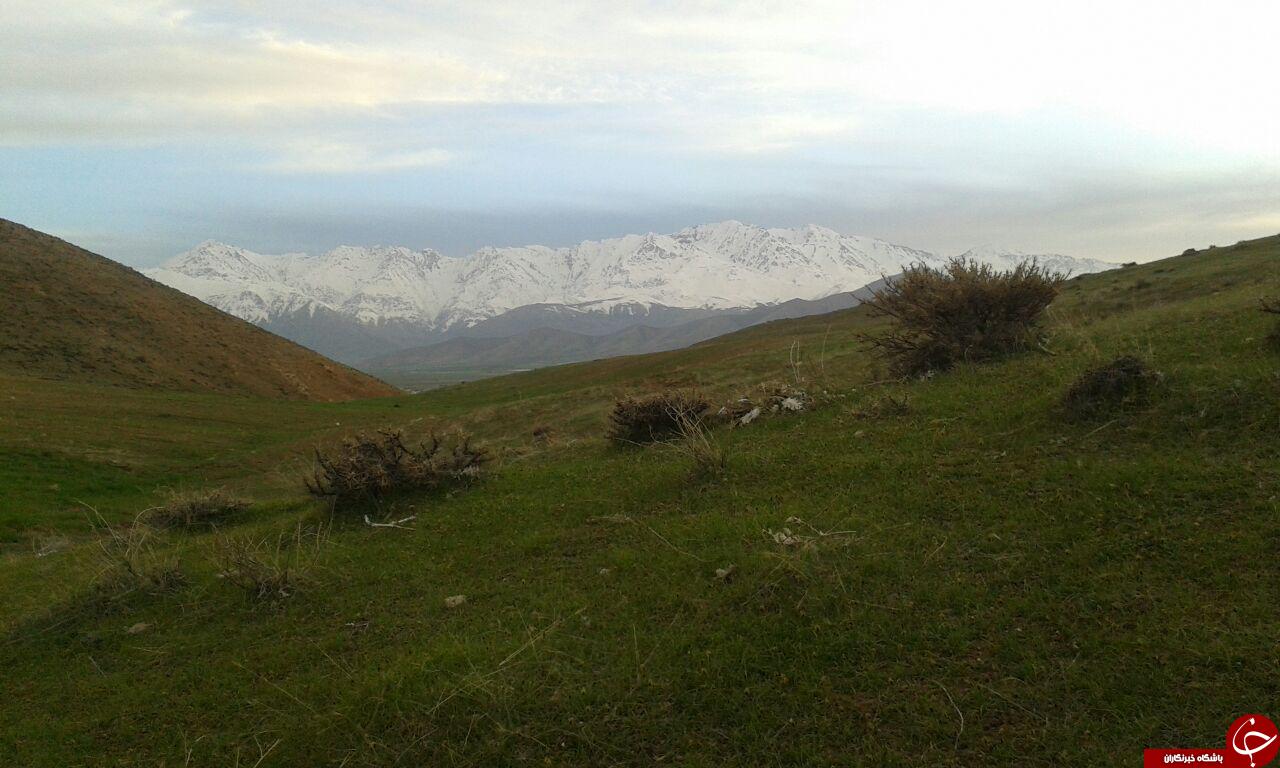 طبیعت بکر و رؤیایی اُشتران&zwnj;کوه + تصاویر