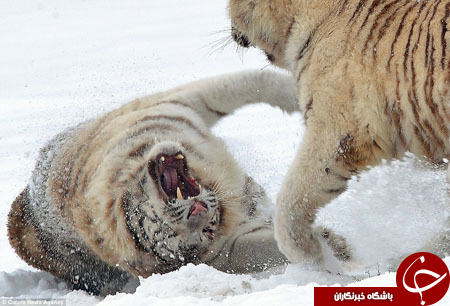 نزاع دو ببر سفید بر سر قلمرو+ تصاویر