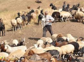 راه اندازی اکیپ های ثابت و سیار بازرسی بهداشتی دامپزشکی ویژه نوروز در استان