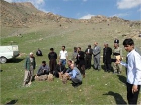 رهاسازی 40بال کبک در دامن طبیعت منطقه مهاباد